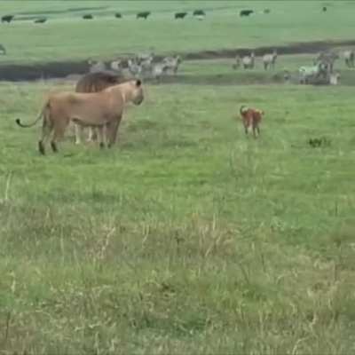 Безумец