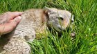 Guy with a thick Chicago accent helps sick coyote pup