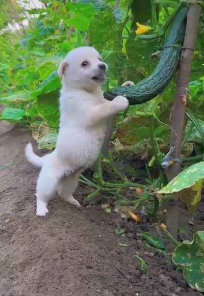 When you catch a dog stealing food