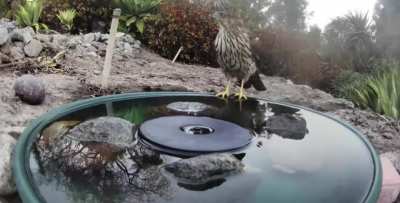 I want wild animals in my yard.