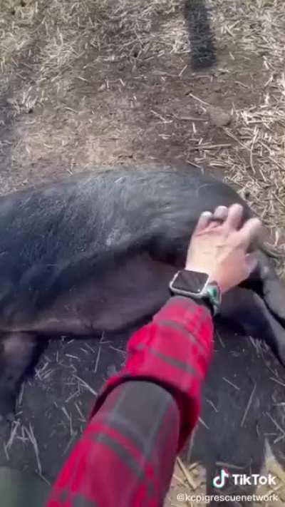 Rescue pigs and their complaints (from The Kansas City Pig Rescue Network)