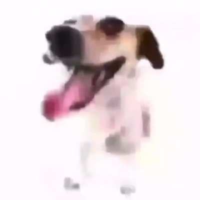 doggo