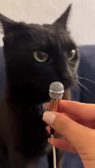The void is making a statement about too much the cat in the sub