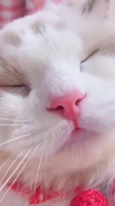 Ridiculously photogenic kitty