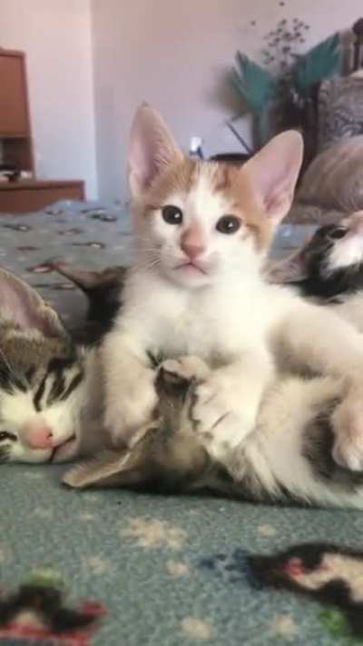 Kitty kissing her family