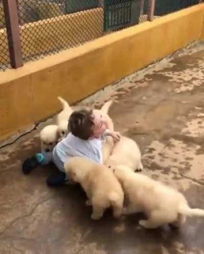 Dogpile