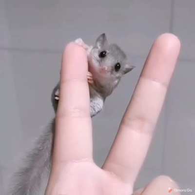 Big ears