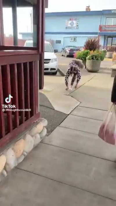 Que raça de cachorro é essa?