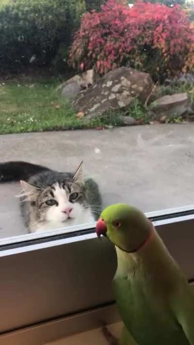 peek-a-boo