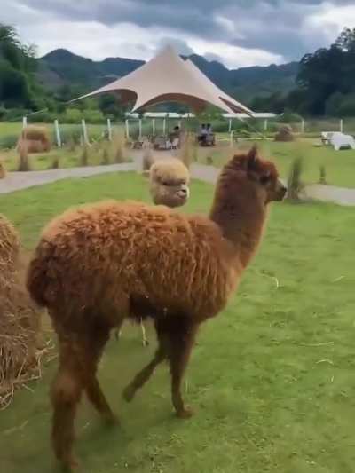 An alpaca after it got its wool shaved.