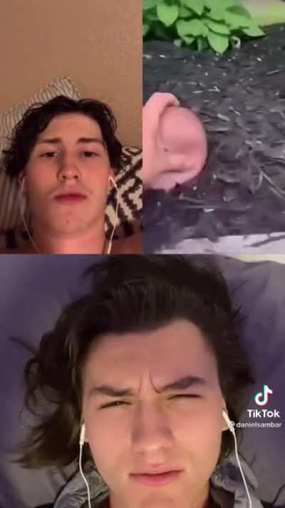 Cock