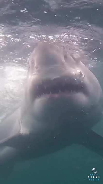 He's going. He's turning. He's looking at us!!