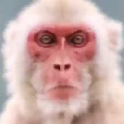 Monke