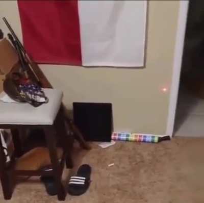Cat chasing a laser pointer