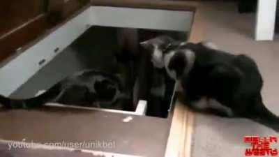 Nasty cat