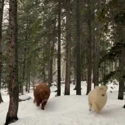 Running Through the Snow