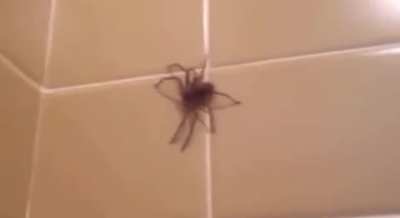 Spider No good