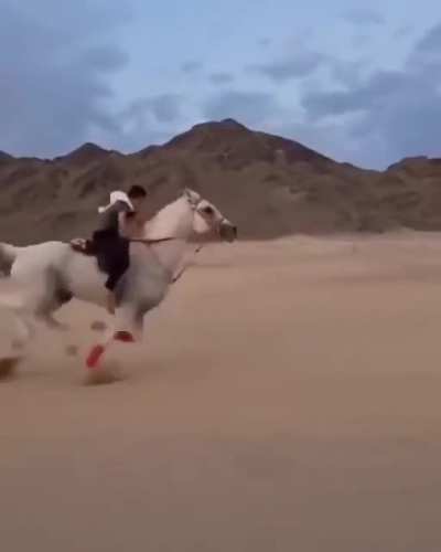 Arabian horse at full speed.