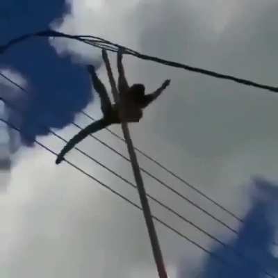GOOOO CHIMP