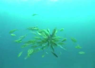LeatherJackets swarm an Octopus.