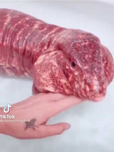 Интересный ящер