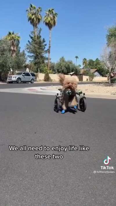 Special need dogs need hype too.