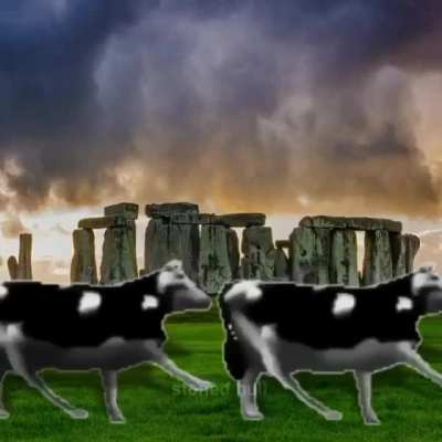 polish cow