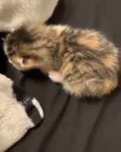 Miau dramático