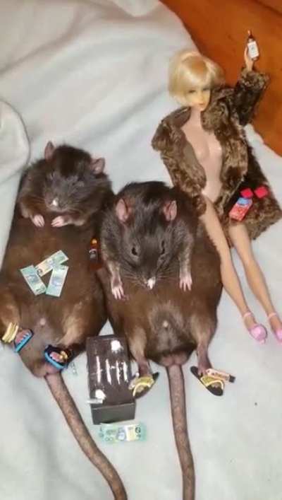 Cocaine Rats