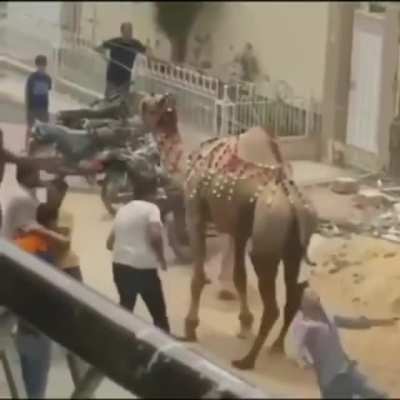 He got camel toed