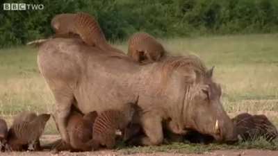 Warthogs in Queen Elizabeth National Park can be observed attending 