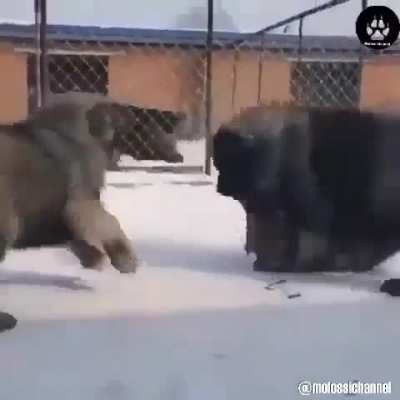 Unit of a dog makes a wolf(coyote?) submit 
