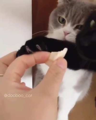 I saved another kitty from eating less than fresh meat. It was out of the fridge for a few minutes so was unsafe from them to eat. I was told I was a bad kitty instead of thanked and given treats. How do I deal with this slander?