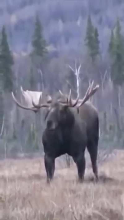 A powerful moose