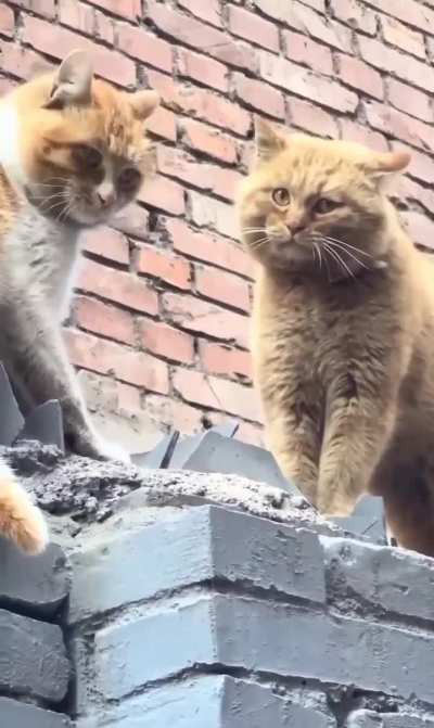 Stopping a cat fight 
