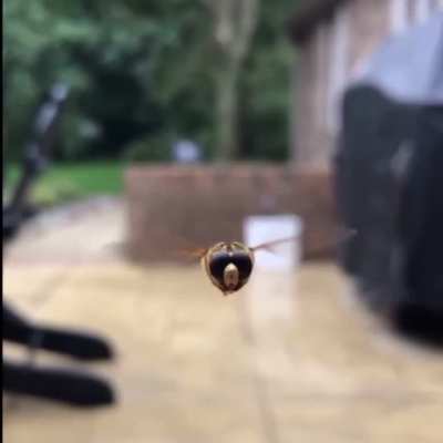 Barry the bee