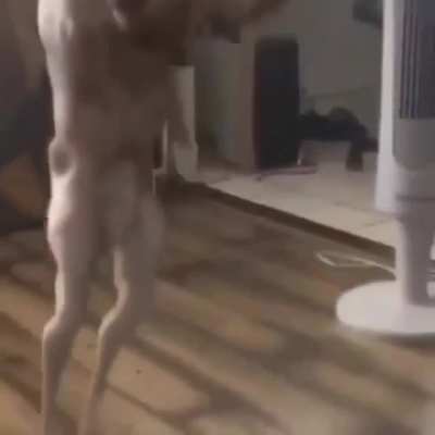 Yo we posting pets? aight bet here’s mine don’t be mean to draco guys