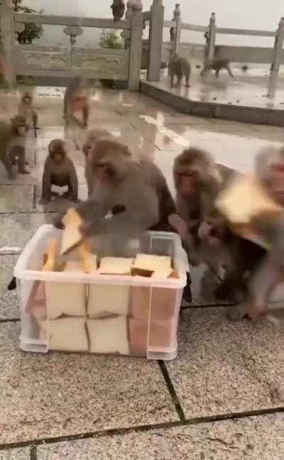 Monkeys collecting bread put out for them looks like the toilet paper hoarding a couple months back.
