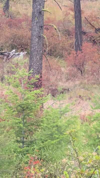 Mountain Lion at Blue Mountain