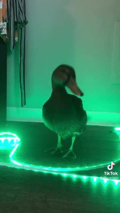 Duck's favourite color