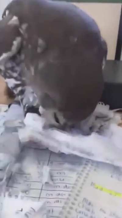 But Sir, my pet did eat my homework..