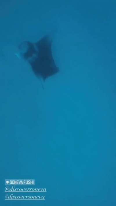 Katrina Kaif Swimming Under Water Video