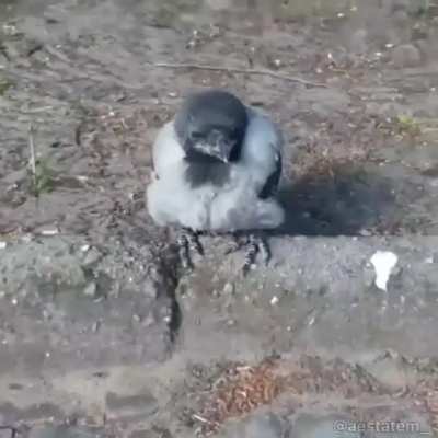 birb