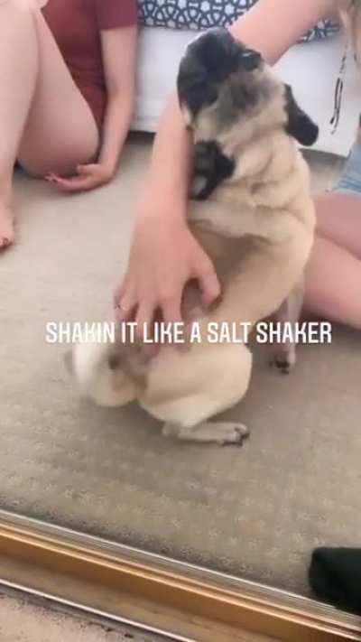 The sounds of a pug are second to none.