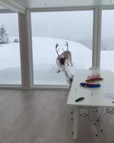 Rudolph the Raindeer