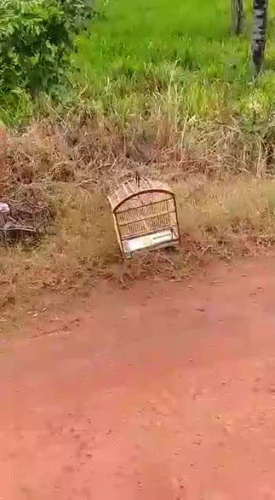 Salvadores dos pássaros!