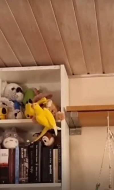 Birb Screm