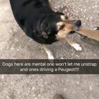 Who let the dogs out