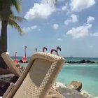 🔥 Flamingo Beach , Aruba