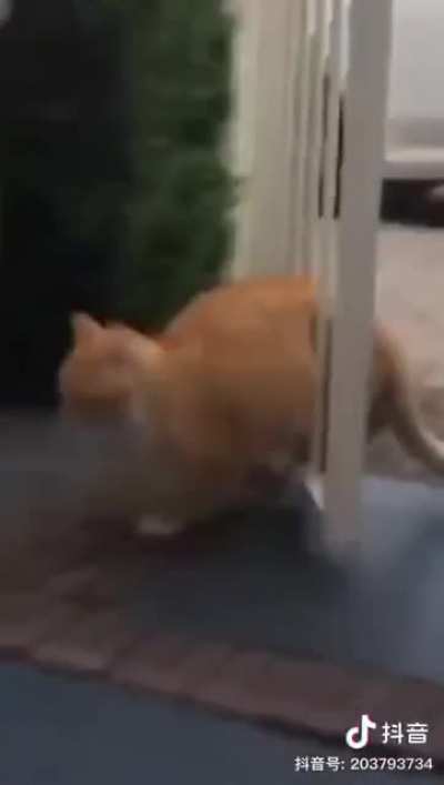 Cat gets bullied by door